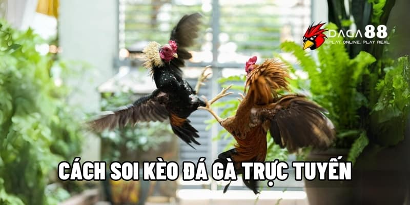 Cách Soi Kèo Đá Gà Trực Tuyến – Bí Quyết Bắt Kèo Chuẩn Xác Tại DAGA88 1 cách soi kèo đá gà trực tuyến