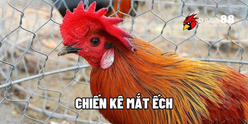 Chiến Kê Mắt Ếch – Dấu Hiệu Nhận Biết Gà Đá Siêu Đỉnh Tại DAGA88 1 Chiến kê mắt ếch