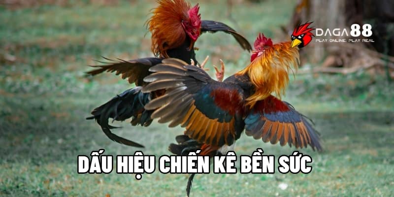 Dấu Hiệu Chiến Kê Bền Sức – Nhận Diện Ngay Gà Đá Lì Lợm Tại DAGA88 1 Dấu hiệu chiến kê bền sức