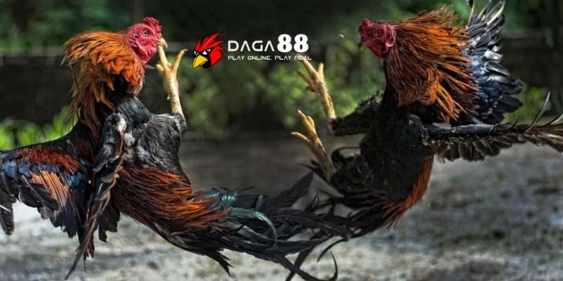 Dấu Hiệu Chiến Kê Bền Sức – Nhận Diện Ngay Gà Đá Lì Lợm Tại DAGA88 2 Ánh mắt sắc lạnh, thân hình chắc nịch là dấu hiệu chiến kê bền sức