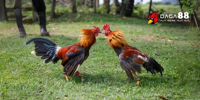 Dấu Hiệu Chiến Kê Bền Sức – Nhận Diện Ngay Gà Đá Lì Lợm Tại DAGA88 3 Dấu hiệu chiến kê bền sức nằm ở nhịp thở đều và nước đi linh hoạt