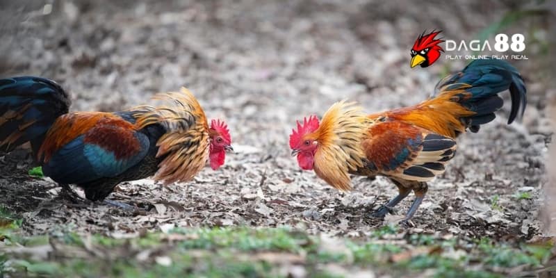 Dấu Hiệu Chiến Kê Bền Sức – Nhận Diện Ngay Gà Đá Lì Lợm Tại DAGA88 4 Rèn luyện bền sức bằng các bài tập và phác đồ dinh dưỡng chuẩn