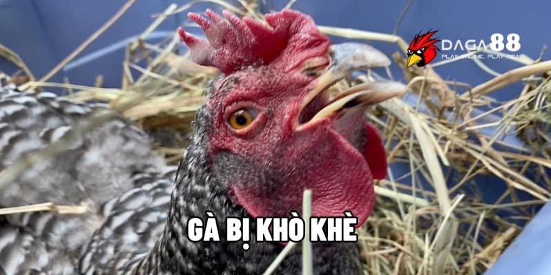 Gà Bị Khò Khè – Cách Trị Dứt Điểm Trước Khi Vào Trường Đấu Cùng DAGA88 1 Gà bị khò khè