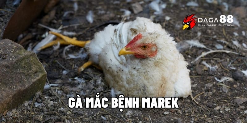 Gà Mắc Bệnh Marek – Cách Nhận Biết Và Hướng Điều Trị Nhanh Cùng DAGA88 1 Gà mắc bệnh Marek