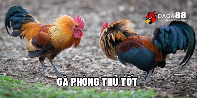 Gà Phòng Thủ Tốt – Bí Quyết Xây Dựng Chiến Kê Lì Lợm Tại DAGA88 1 Gà phòng thủ tốt