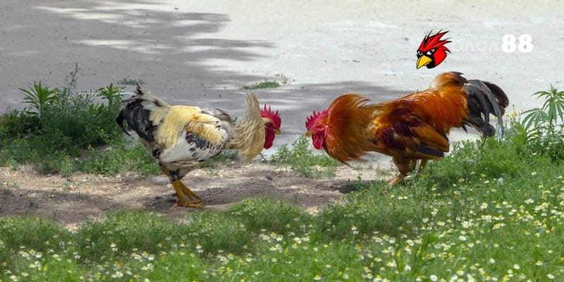 Gà Phòng Thủ Tốt – Bí Quyết Xây Dựng Chiến Kê Lì Lợm Tại DAGA88 3 Những chiến kê phòng thủ tốt thường sở hữu thân hình dẻo dai, lì đòn