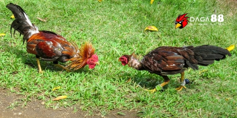 Gà Phòng Thủ Tốt – Bí Quyết Xây Dựng Chiến Kê Lì Lợm Tại DAGA88 4 Rèn luyện gà phòng ngự bằng né đòn, xoay trở và phản xạ nhanh