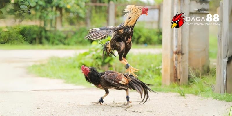 Kích Thích Gà Sung Sức – Tăng Độ Hăng Máu Trận Đấu Đỉnh Cao Cùng DAGA88 2 Khẩu phần được tính toán kỹ càng giúp chiến kê hừng hực khí thế