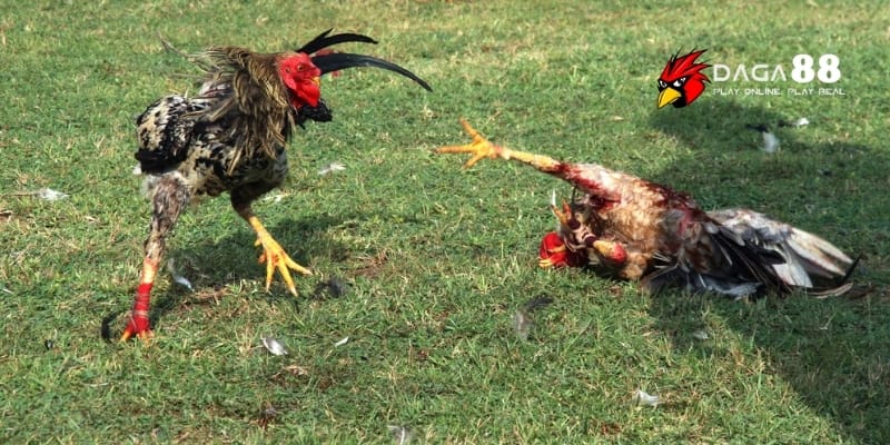 Kích Thích Gà Sung Sức – Tăng Độ Hăng Máu Trận Đấu Đỉnh Cao Cùng DAGA88 3 Kích thích gà sung sức bằng việc bổ sung đúng thực phẩm