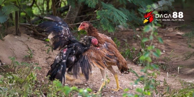 Kích Thích Gà Sung Sức – Tăng Độ Hăng Máu Trận Đấu Đỉnh Cao Cùng DAGA88 4 Lịch ăn hợp lý giúp gà luôn giữ thể lực đỉnh cao