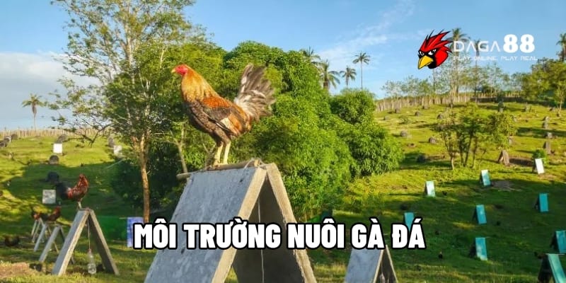 Môi Trường Nuôi Gà Đá – Yếu Tố Vàng Tạo Nên Chiến Kê Đỉnh Tại DAGA88 1 Môi trường nuôi gà đá