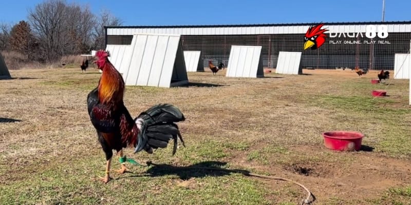 Môi Trường Nuôi Gà Đá – Yếu Tố Vàng Tạo Nên Chiến Kê Đỉnh Tại DAGA88 2 Môi trường nuôi gà đá quyết định sức khỏe và hiệu suất thi đấu cao