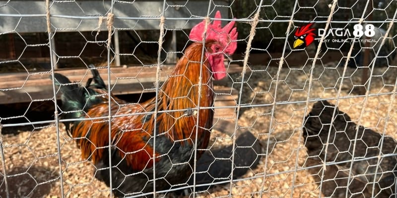 Môi Trường Nuôi Gà Đá – Yếu Tố Vàng Tạo Nên Chiến Kê Đỉnh Tại DAGA88 3 Chọn vật liệu phù hợp, thông thoáng để gà đá luôn thoải mái và khỏe mạnh