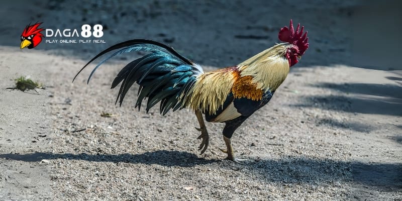 Nhận Diện Thần Kê – Cách Phân Biệt Gà Đá Siêu Phẩm Daga88 2 Nhận diện thần kê mang linh khí chiến đấu bẩm sinh khiến đối thủ khiếp vía