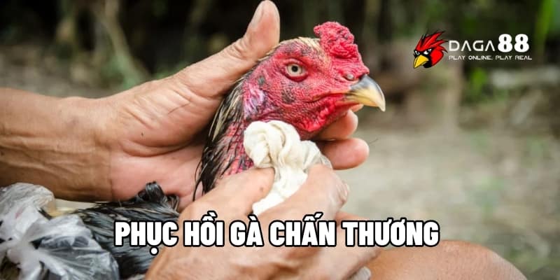 Phục Hồi Gà Chấn Thương Nhanh Chóng, An Toàn Cùng Daga88 1 Phục hồi gà chấn thương