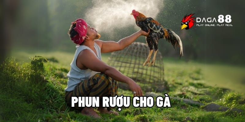 Phun Rượu Cho Gà – Bí Quyết Tăng Lực Trước Giờ Lâm Trận Tại DAGA88 1 Phun rượu cho gà