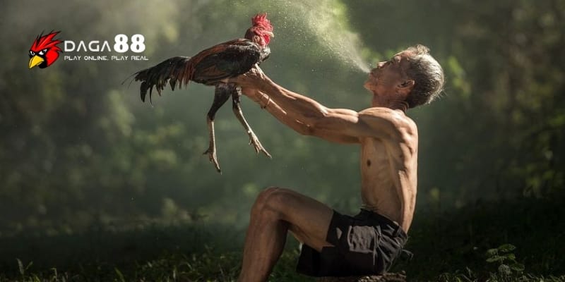 Phun Rượu Cho Gà – Bí Quyết Tăng Lực Trước Giờ Lâm Trận Tại DAGA88 2 Phun rượu cho gà giúp tăng sức khỏe và khả năng chiến đấu vượt trội