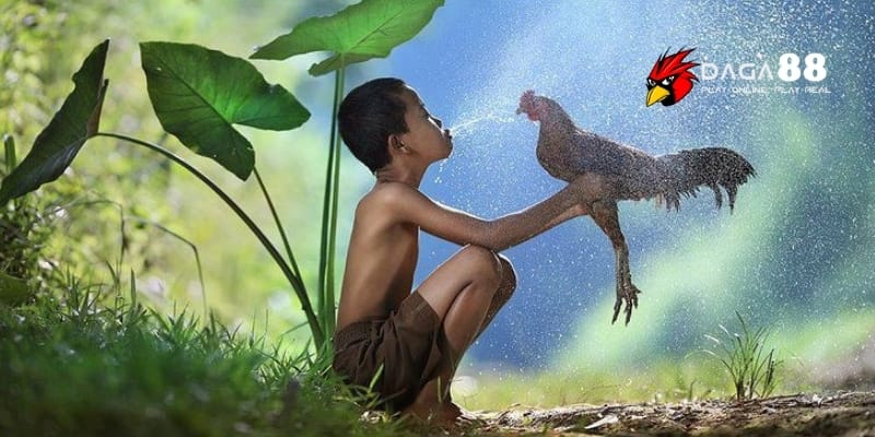 Phun Rượu Cho Gà – Bí Quyết Tăng Lực Trước Giờ Lâm Trận Tại DAGA88 3 Quy trình phun rượu cho gà chuẩn mang lại hiệu quả nhanh chóng