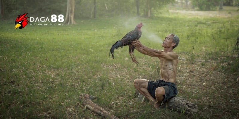 Phun Rượu Cho Gà – Bí Quyết Tăng Lực Trước Giờ Lâm Trận Tại DAGA88 4 Lựa chọn thời điểm phù hợp để phun rượu giúp gà khỏe mạnh hơn