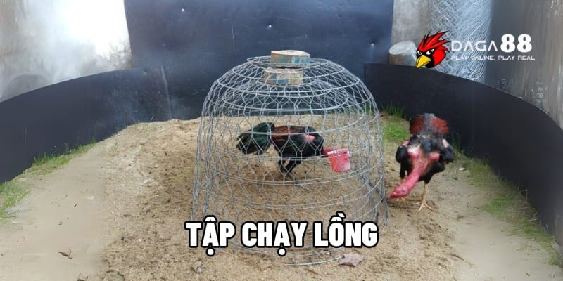 Tập Chạy Lồng – Bí Quyết Tăng Thể Lực Và Sức Bền Chiến Kê Tại DAGA88 1 tập chạy lồng