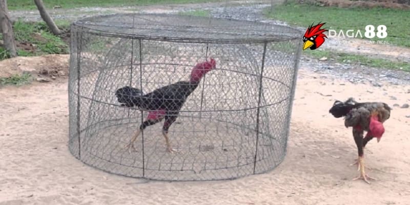Tập Chạy Lồng – Bí Quyết Tăng Thể Lực Và Sức Bền Chiến Kê Tại DAGA88 2 Gà đủ tuổi khỏe mạnh và dẻo dai mới nên tập chạy lồng