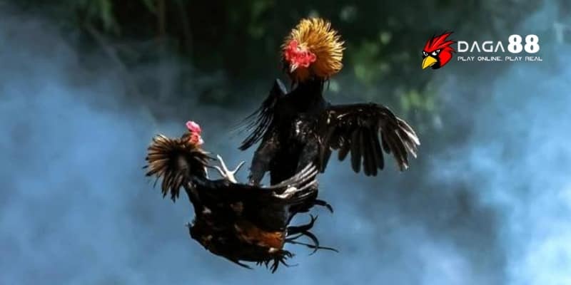 Thế Đá Đâm Hầu – Bí Quyết Đánh Bại Đối Thủ Trong Tích Tắc Tại DAGA88 2 Thế đá đâm hầu hiểm hóc khiến đối thủ khó kịp phản đòn