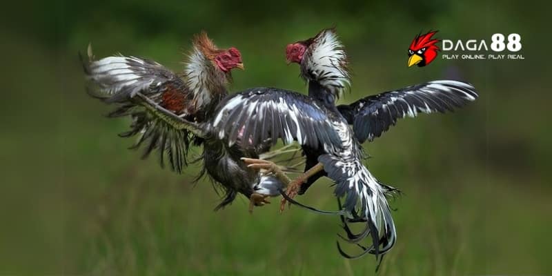 Thế Đá Đâm Hầu – Bí Quyết Đánh Bại Đối Thủ Trong Tích Tắc Tại DAGA88 3 Chiến kê đâm hầu sở hữu cổ linh hoạt và phản xạ cực kỳ nhanh