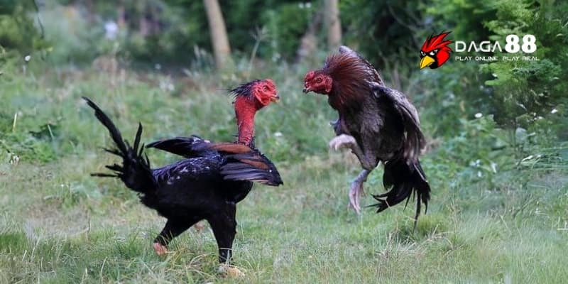 Thế Đá Đâm Hầu – Bí Quyết Đánh Bại Đối Thủ Trong Tích Tắc Tại DAGA88 4 Chiến kê