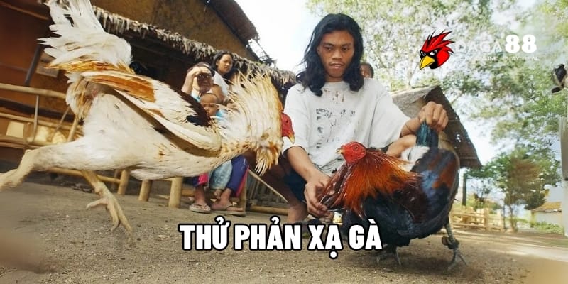 Thử Phản Xạ Gà – Cách Kiểm Tra Nhanh Chóng Kỹ Năng Đá Tại DAGA88 1 Thử phản xạ gà