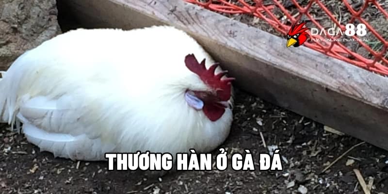 Thương Hàn Ở Gà Đá – Nhận Biết Nhanh, Cách Trị Hiệu Quả Tại DAGA88 1 Thương hàn ở gà đá