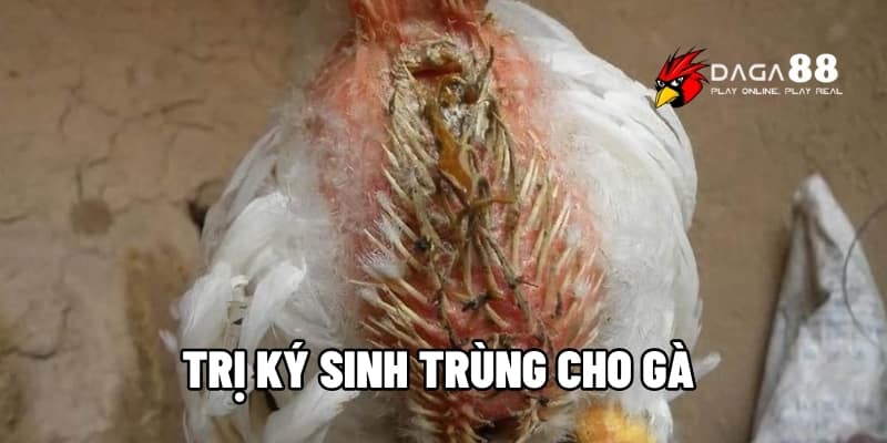 Trị Ký Sinh Trùng Cho Gà – Giải Pháp Dứt Điểm Hiệu Quả Cùng DAGA88 1 Trị ký sinh trùng cho gà