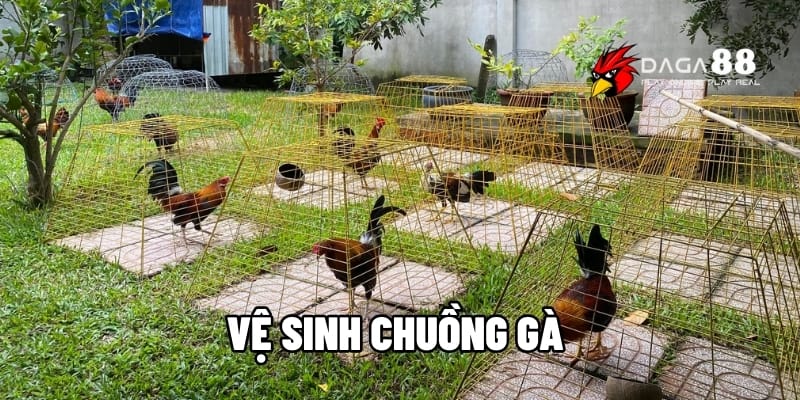 Vệ Sinh Chuồng Gà – Bí Quyết Giữ Đàn Gà Luôn Khỏe Mạnh Cùng DAGA88 1 Vệ sinh chuồng gà